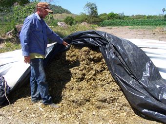 De l'ensilage de maïs pour complémenter le troupeau laitier en saison sèche © Cirad, S. Plassin.