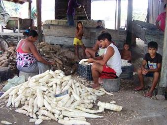 Epluchage manuel du manioc, première étape dans le processus de transformation, Brésil. © Cirad, S. Plassin.