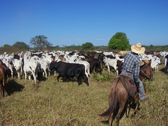 Rassemblement du troupeau bovin à cheval, Amazonie, Brésil. © Cirad, S. Plassin.
