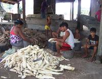 Epluchage manuel du manioc, première étape dans le processus de transformation. © S. Plassin, Cirad. 