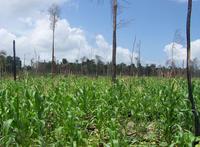  Culture de maïs semée en association avec des légumes dans un système d'abattis-brûlis, S. Plassin. © dP Amazonie. 