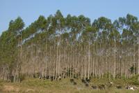 Forêt d'eucalyptus, Brésil. © dP Amazonie. 